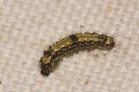 Lithosia quadra