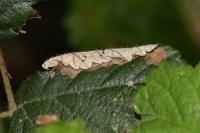 Coptotriche marginea