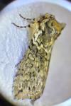 Polyploca ridens