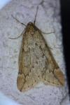 Alsophila aescularia