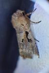 Orthosia gothica