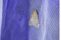 Alsophila aescularia