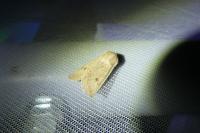 Orthosia cruda