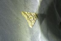 Lycia hirtaria