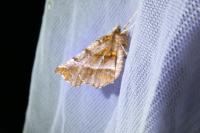 Selenia dentaria