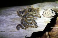Thaumetopoea pityocampa