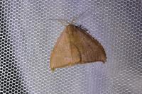 Watsonalla uncinula