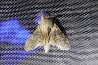Stauropus fagi