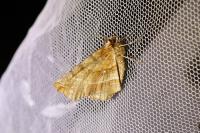 Selenia dentaria