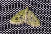 Acasis viretata