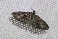 Eupithecia cocciferata