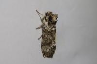 Polyploca ridens
