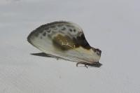 Cilix glaucata