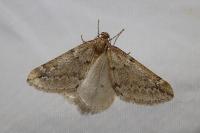 Alsophila aescularia