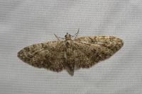 Eupithecia abbreviata