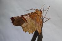 Selenia lunularia