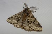 Lycia hirtaria