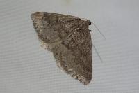 Aleucis distinctata