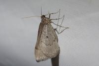 Aleucis distinctata