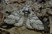 Drymonia ruficornis