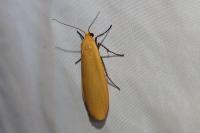 Wittia sororcula