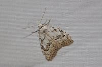 Nola confusalis