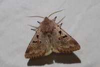 Orthosia gothica