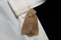 Orthosia cerasi