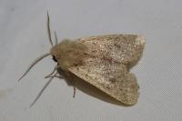 Orthosia cruda
