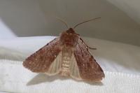 Cerastis rubricosa