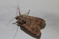 Peridroma saucia