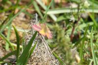 Lythria cruentaria