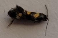 Chrysoesthia sexguttella
