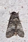Drymonia ruficornis