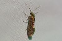 Dyseriocrania subpurpurella