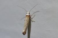 Pseudoswammerdamia combinella