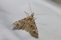 Alucita hexadactyla