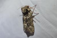 Polyploca ridens