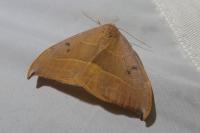 Watsonalla uncinula
