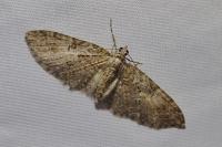 Eupithecia abbreviata