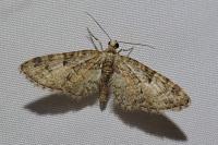 Eupithecia dodoneata
