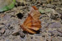 Selenia lunularia