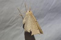 Gerinia honoraria