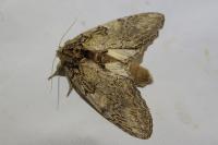 Peridea anceps