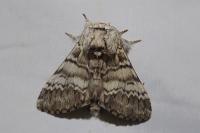 Drymonia ruficornis