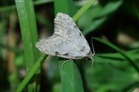 Nola confusalis