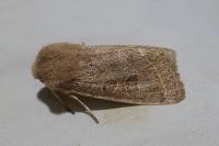 Orthosia cerasi