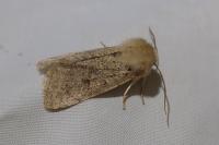 Orthosia cruda
