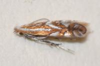 Phyllonorycter oxyacanthae