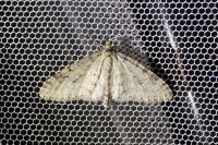 Trichopteryx carpinata
